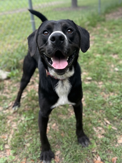 Pet Photo
