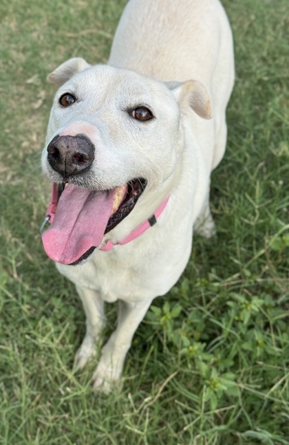 Pet Photo