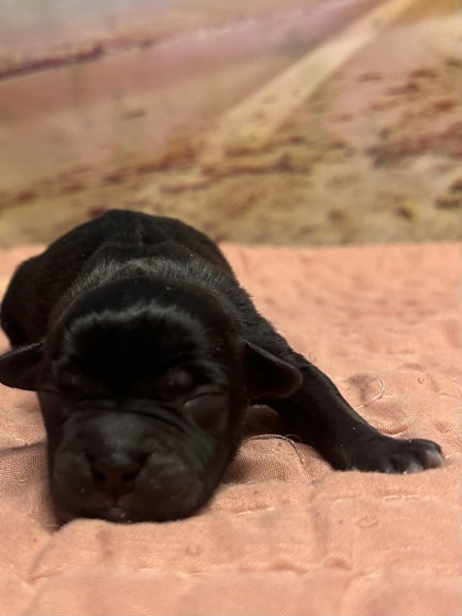 Pet Photo