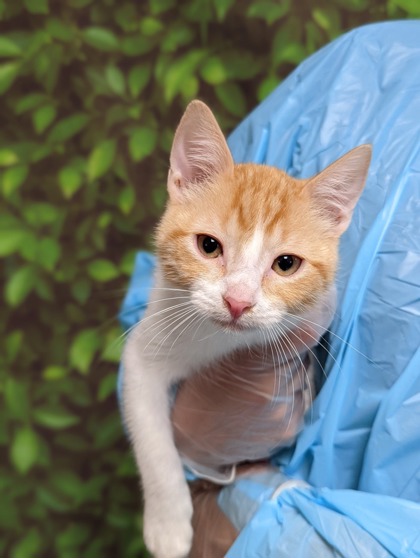 Pet Photo