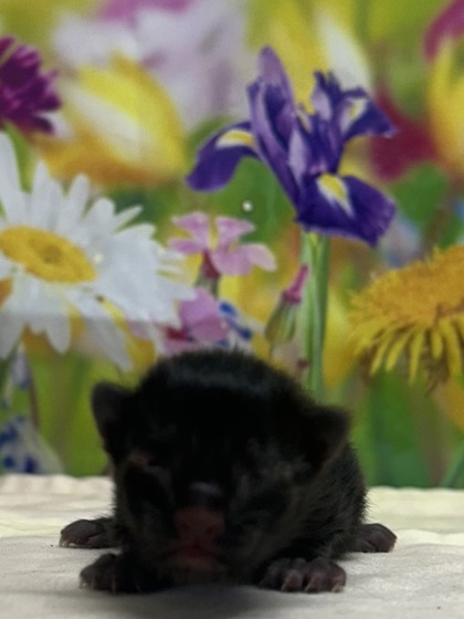 Pet Photo