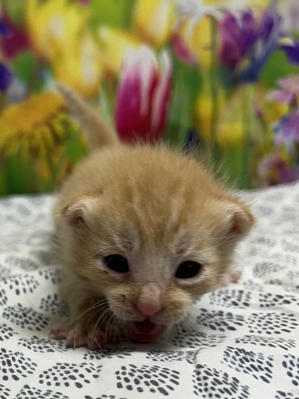 Pet Photo