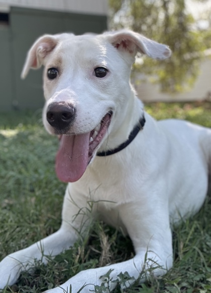 Pet Photo