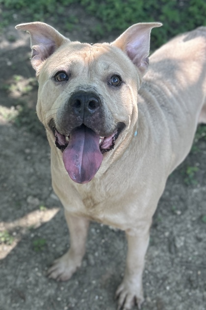 Pet Photo