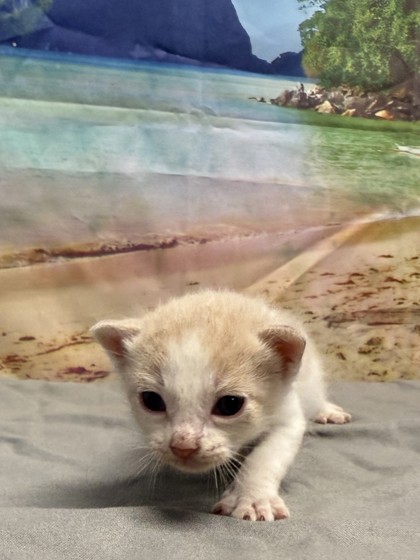 Pet Photo