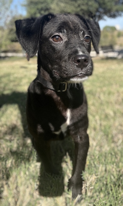 Pet Photo