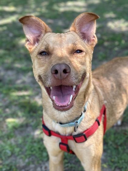 Pet Photo