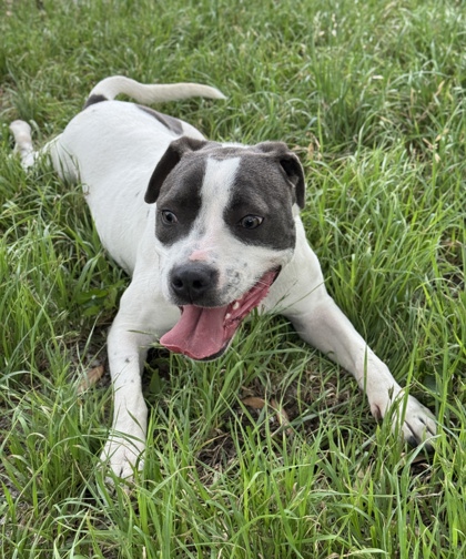 Pet Photo