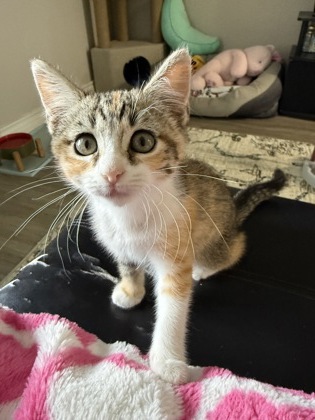 Pet Photo
