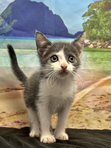 Pet Photo