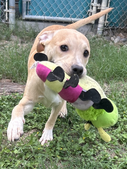 Pet Photo