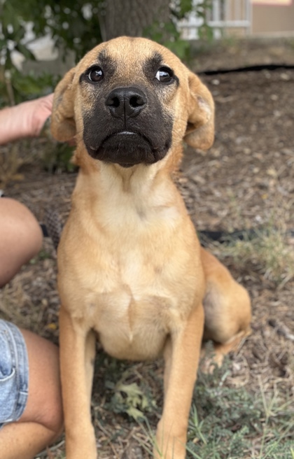 Pet Photo