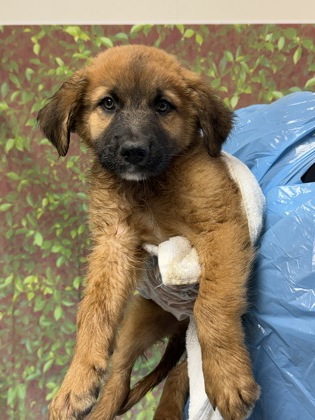 Pet Photo