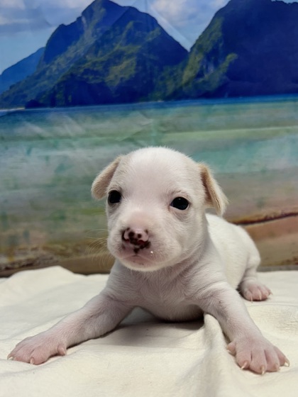 Pet Photo