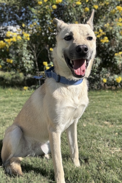 Pet Photo