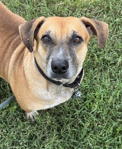 Pet Photo