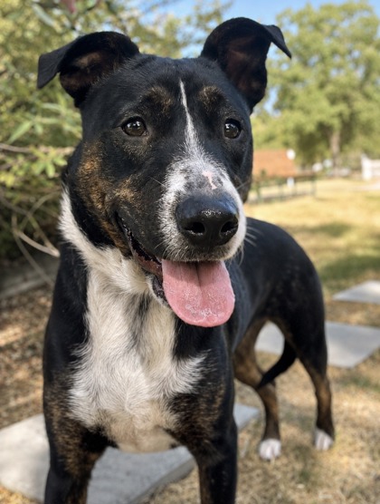 Pet Photo