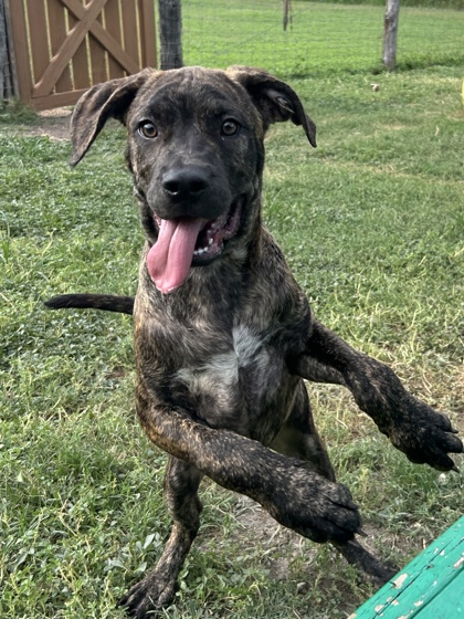 Pet Photo