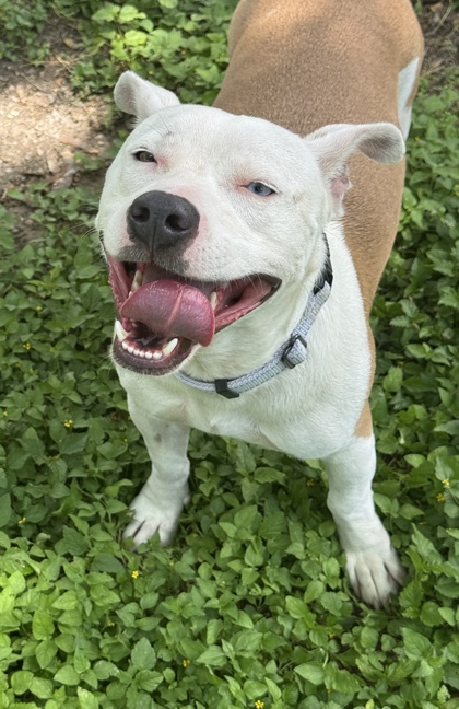 Foto de mascota