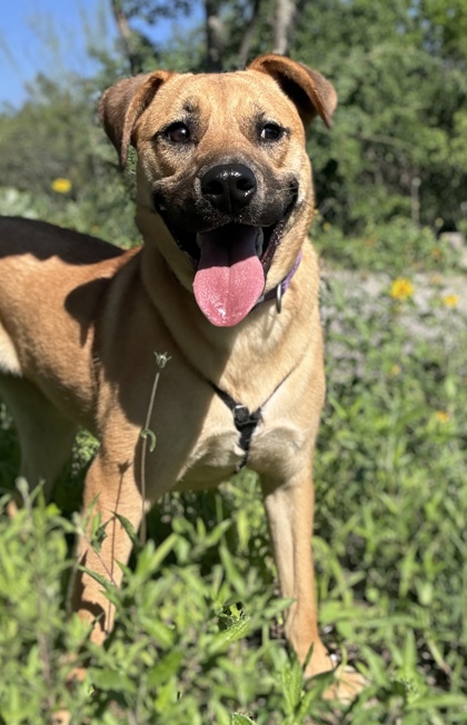 Pet Photo
