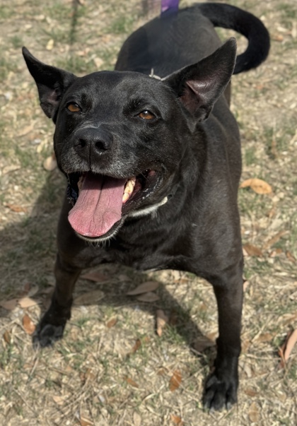 Pet Photo