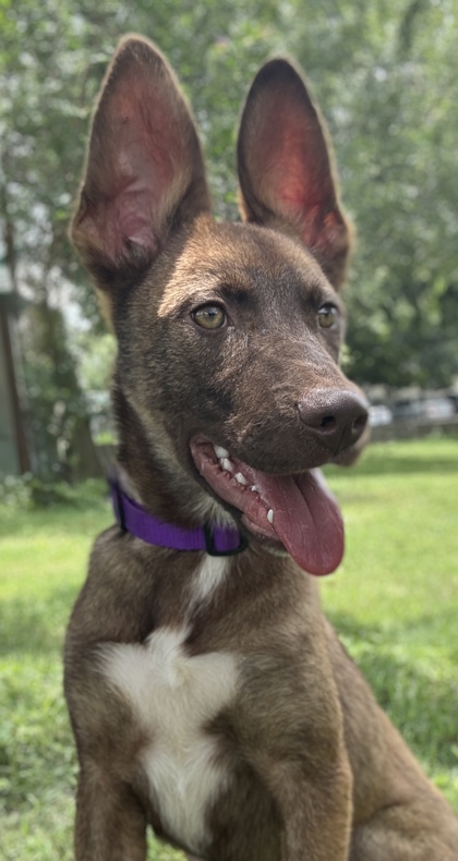 Pet Photo