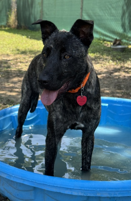 Pet Photo