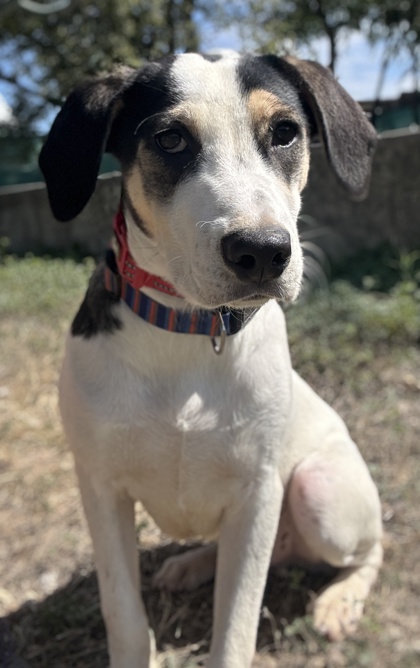 Pet Photo