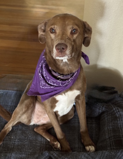 Pet Photo