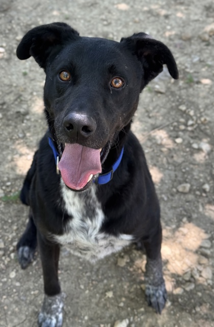 Pet Photo