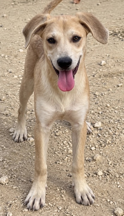Pet Photo