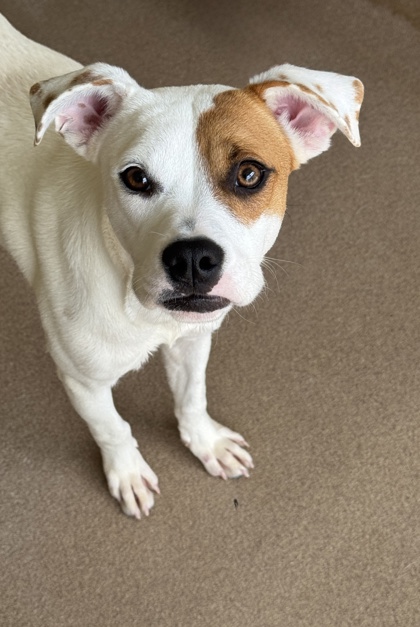 Pet Photo