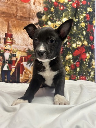 Pet Photo
