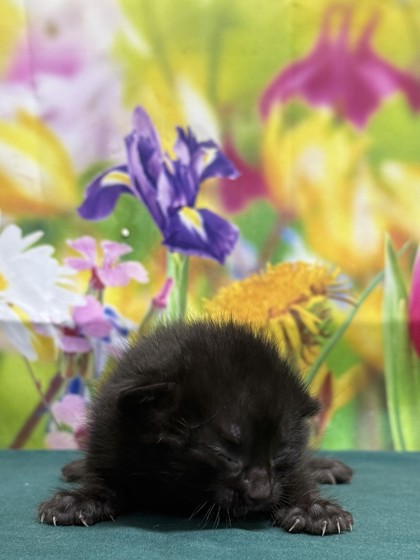 Pet Photo