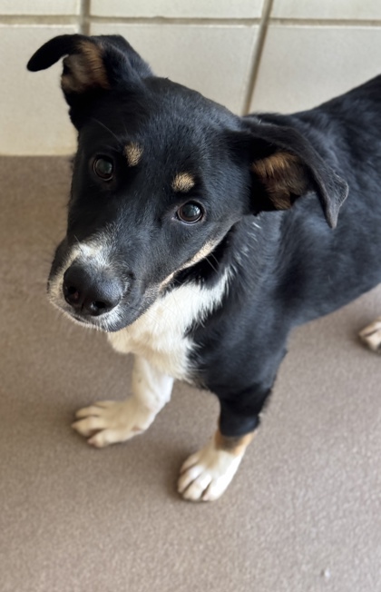 Pet Photo