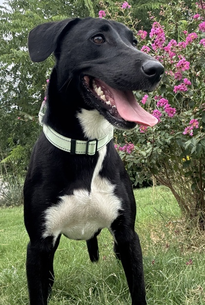 Pet Photo