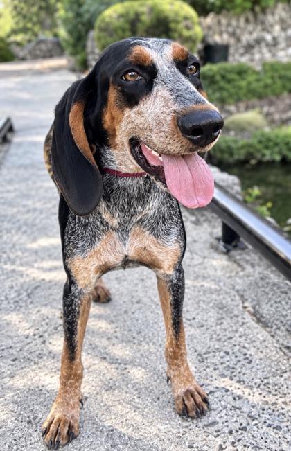 Pet Photo