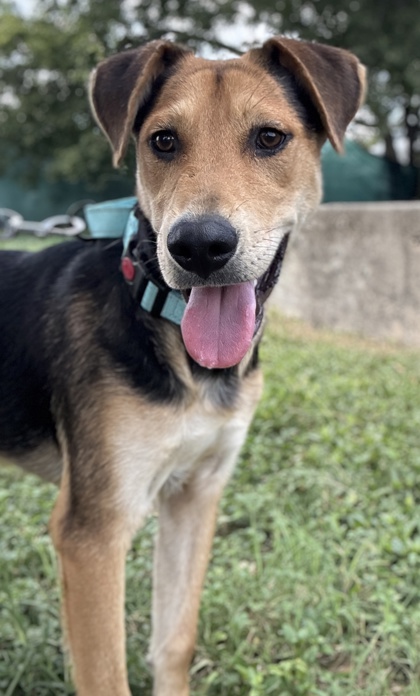 Pet Photo