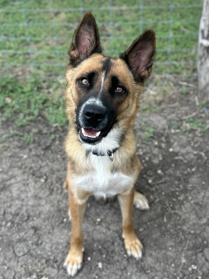 Pet Photo