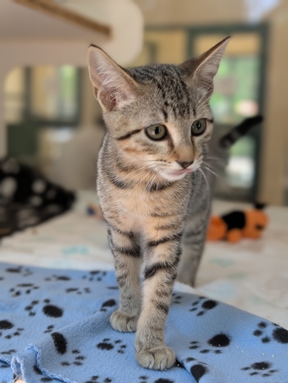 Pet Photo