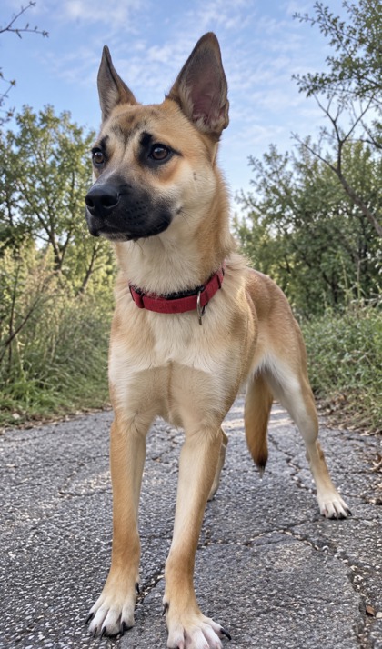 Pet Photo
