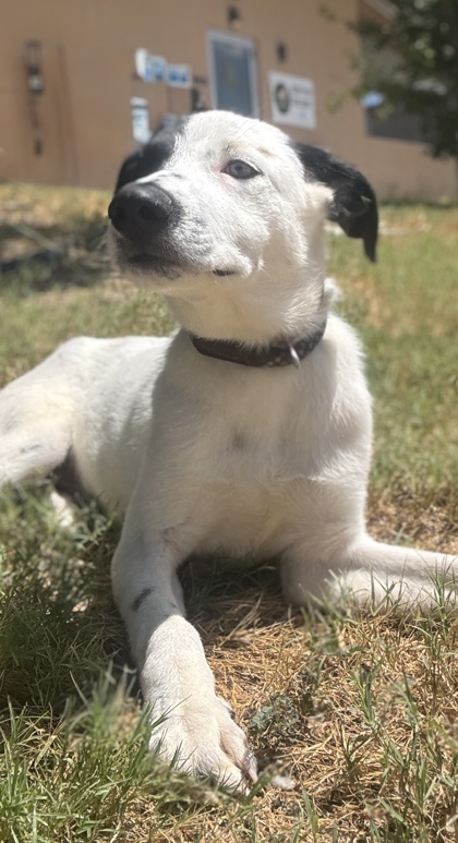 Pet Photo