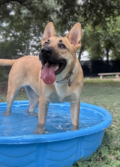 Pet Photo