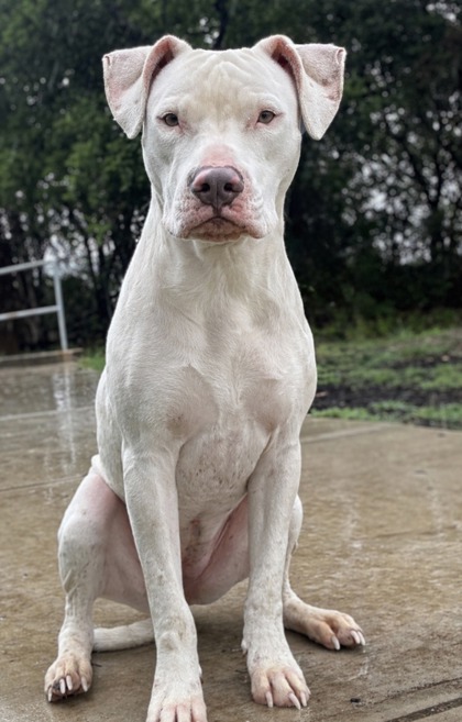 Pet Photo