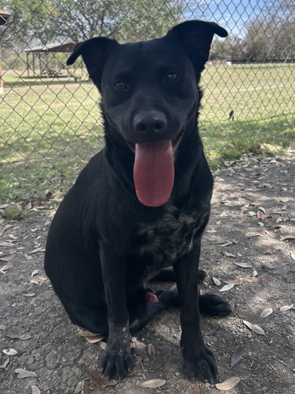 Pet Photo