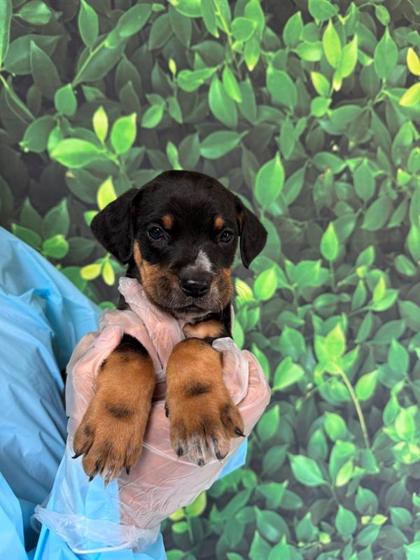 Pet Photo
