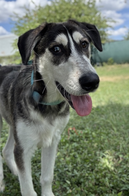 Pet Photo