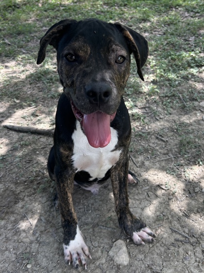 Pet Photo