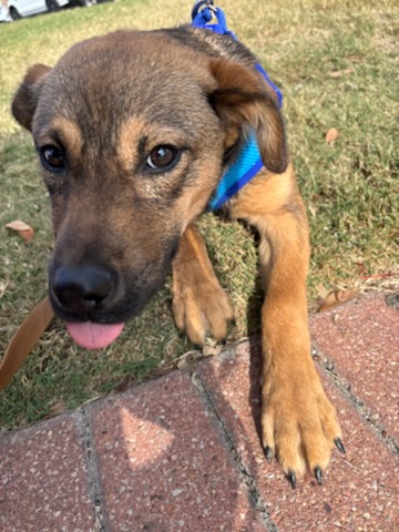 Pet Photo