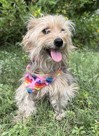 Foto de mascota